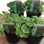 アロマティカスはどこに売ってる?ホームセンターで買える?